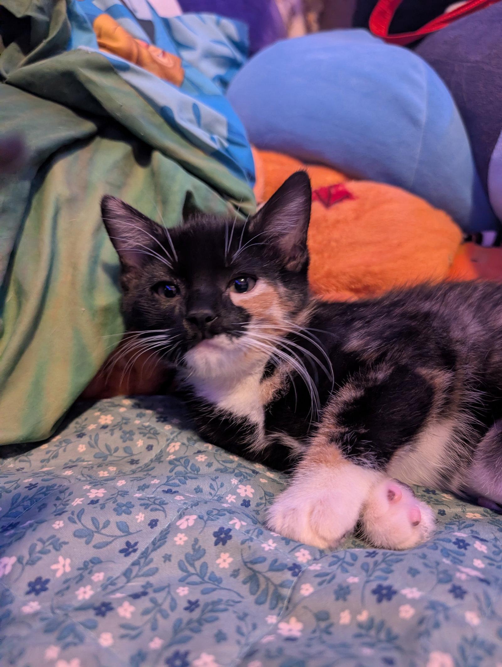 Wanda, Adoptable, Kitten Female Domestic Medium Hair.