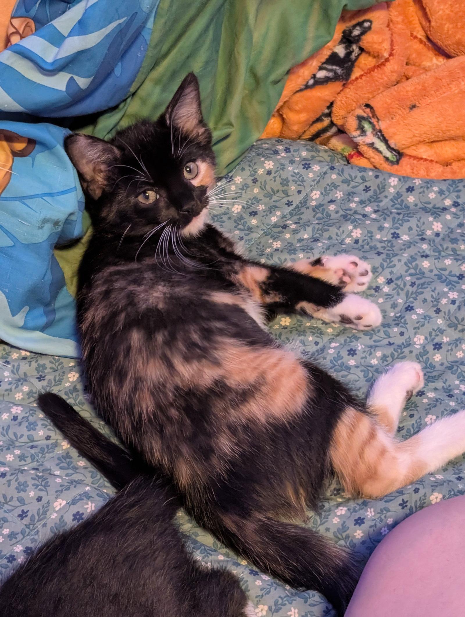 Enlarge Wanda, a Adoptable Domestic Medium Hair in Ventura, CA image 2/3