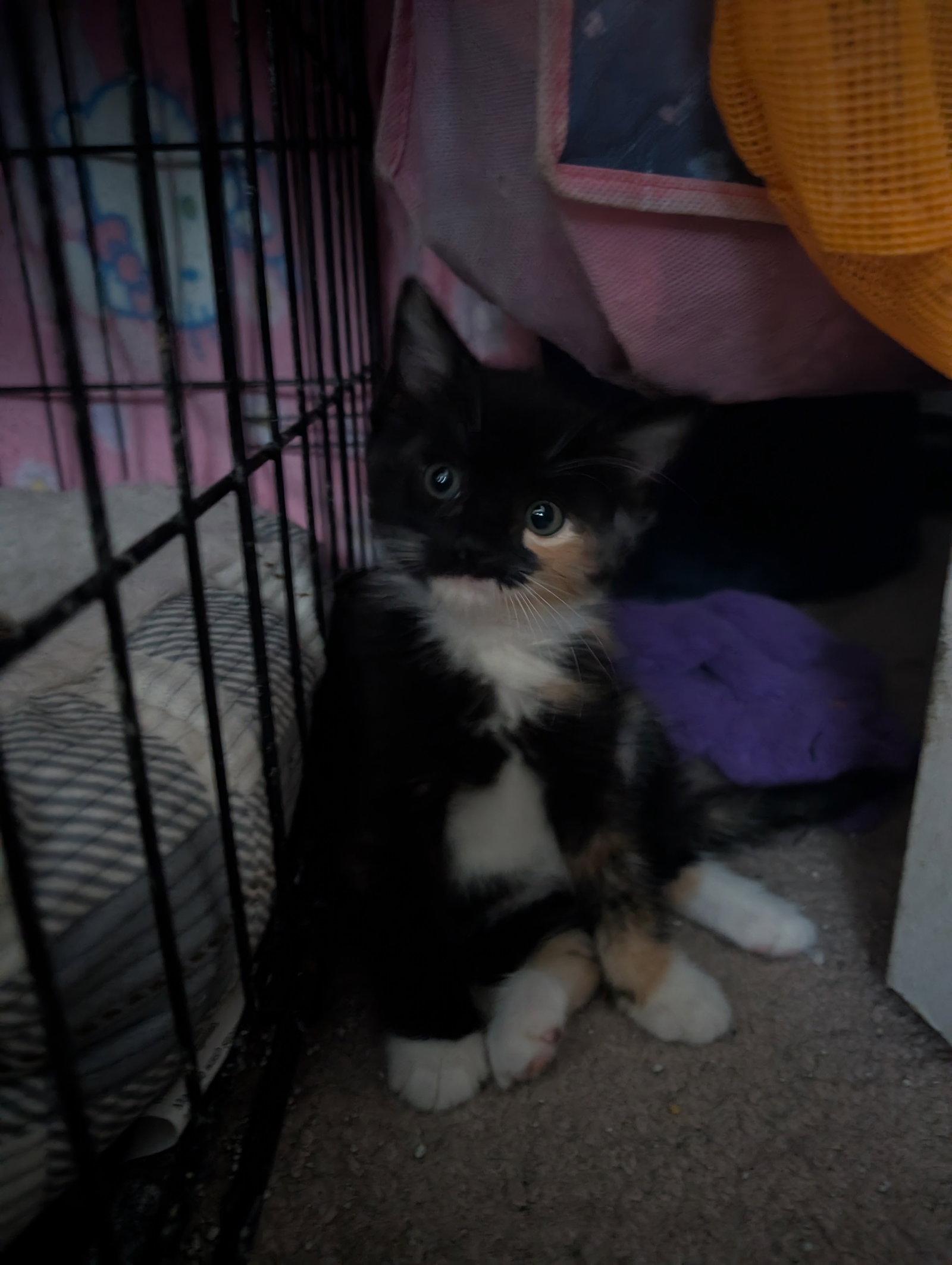 Enlarge Wanda, a Adoptable Domestic Medium Hair in Ventura, CA image 3/3