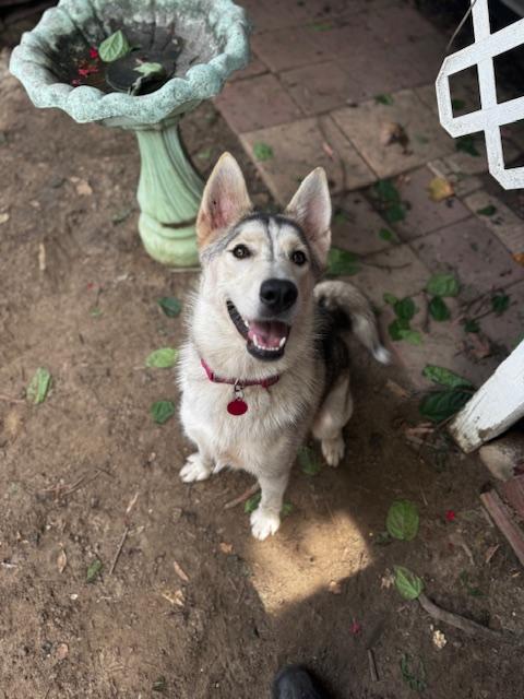 Ellie, Adoptable, Young Female German Shepherd Dog & Husky.