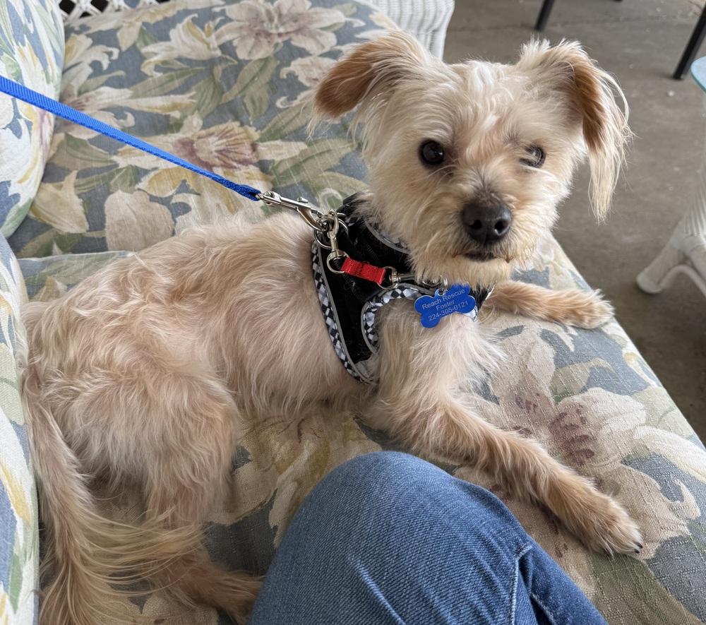 Dunkin, Adoptable, Adult Male Silky Terrier.