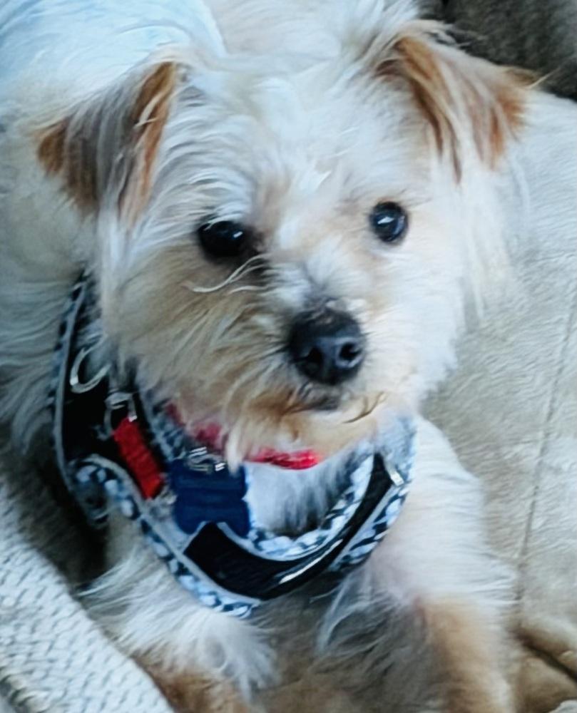 Enlarge Dunkin, a Adoptable mixed breed in Mundelein, IL image 2/6