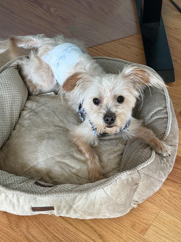 Enlarge Dunkin, a Adoptable mixed breed in Mundelein, IL image 3/6