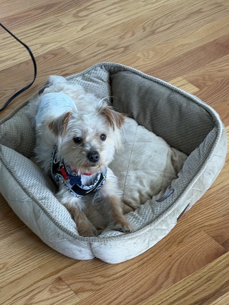 Enlarge Dunkin, a Adoptable mixed breed in Mundelein, IL image 4/6