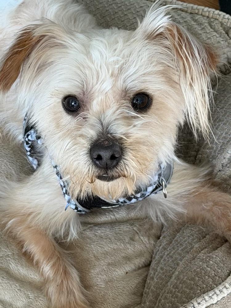 Enlarge Dunkin, a Adoptable mixed breed in Mundelein, IL image 5/6