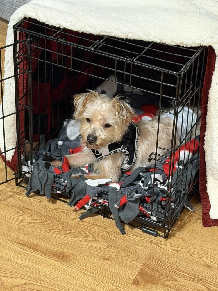 Enlarge Dunkin, a Adoptable mixed breed in Mundelein, IL image 6/6