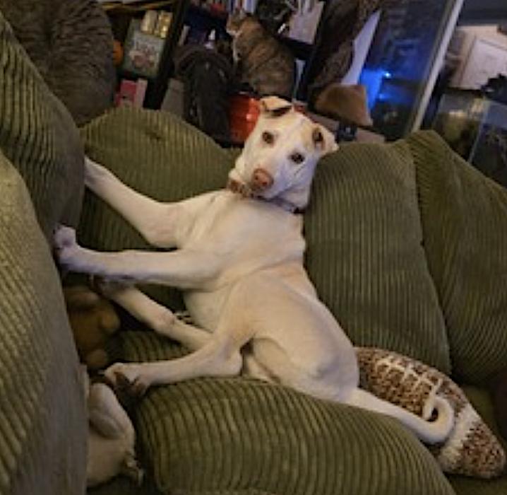 Pearl — thumbnail 3