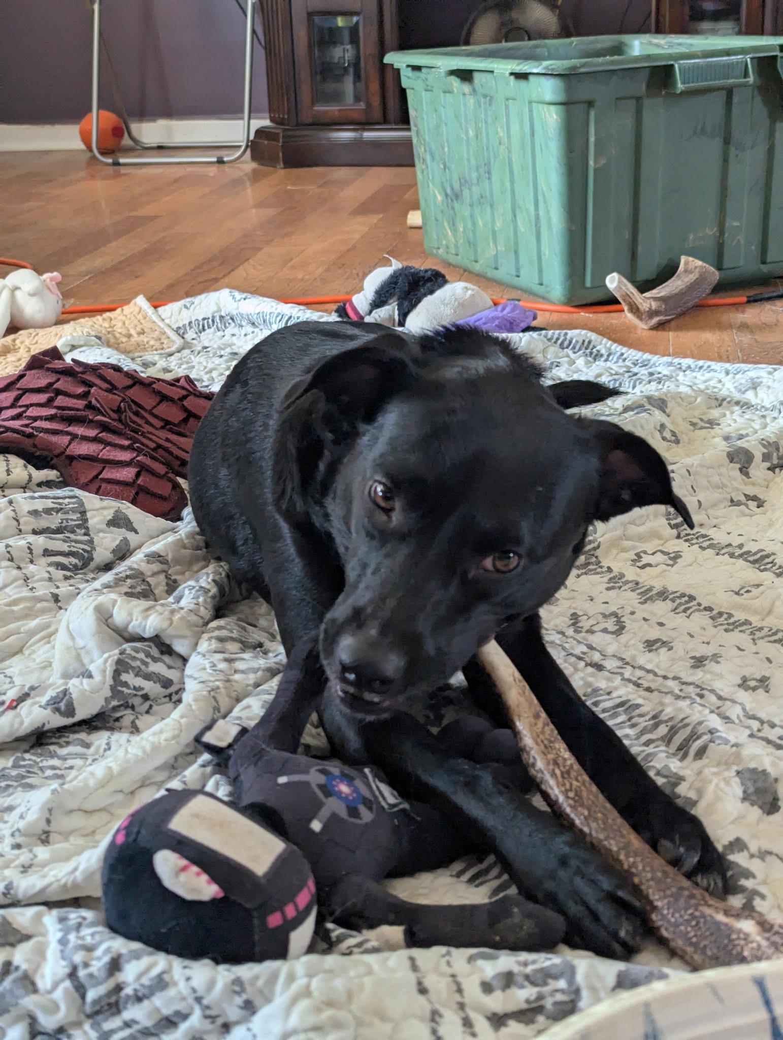 Enlarge Lola, a Adoptable mixed breed in South Portland, ME image 4/6