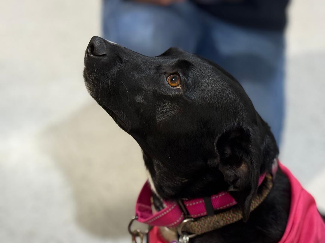 Enlarge Lola PENDING ADOPTION, an adoptable mixed breed in South Portland, ME image 4/6