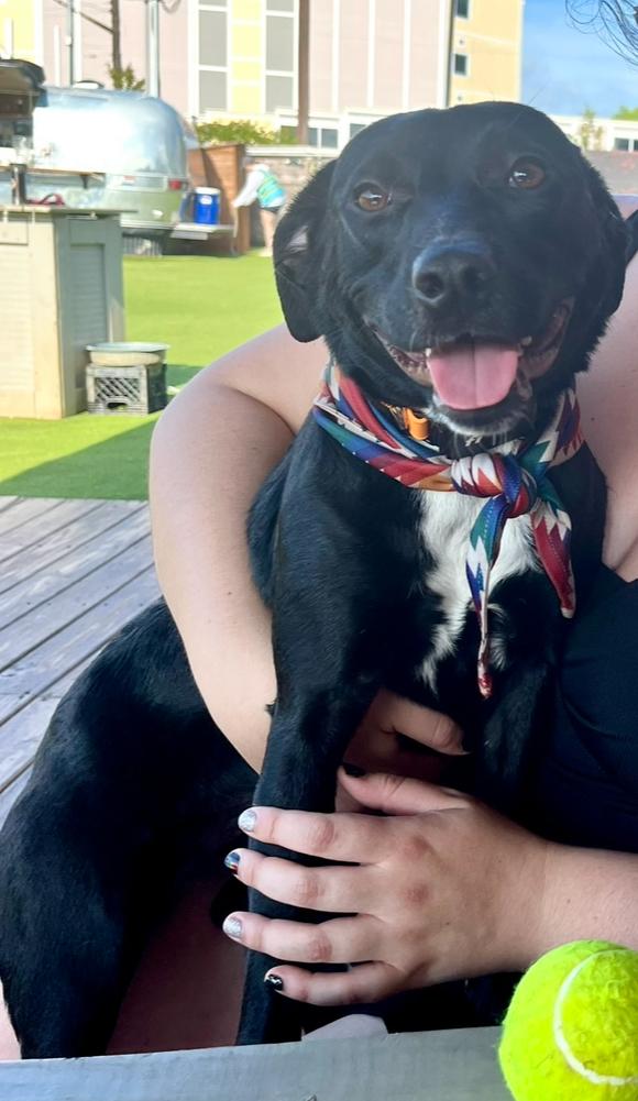 Enlarge Lola, a Adoptable mixed breed in South Portland, ME image 1/6