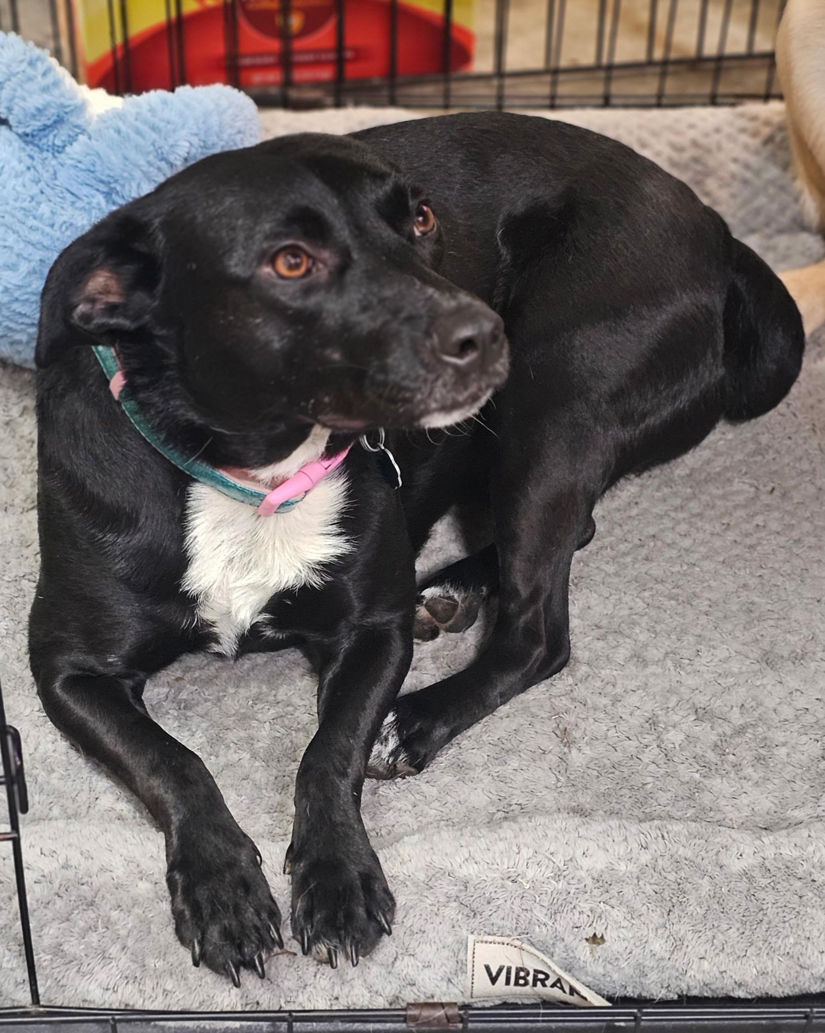 Enlarge Lola, a Adoptable mixed breed in South Portland, ME image 2/6