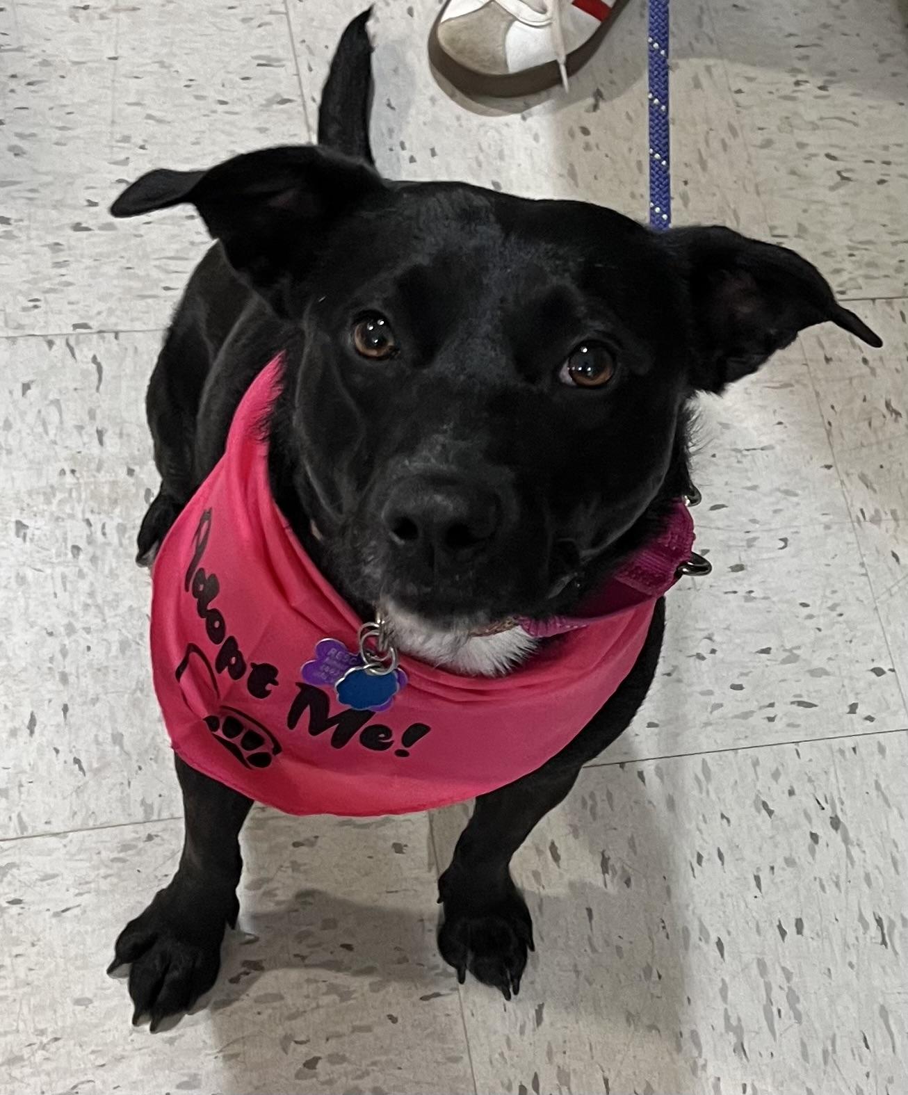 Enlarge Lola PENDING ADOPTION, an adoptable mixed breed in South Portland, ME image 1/6