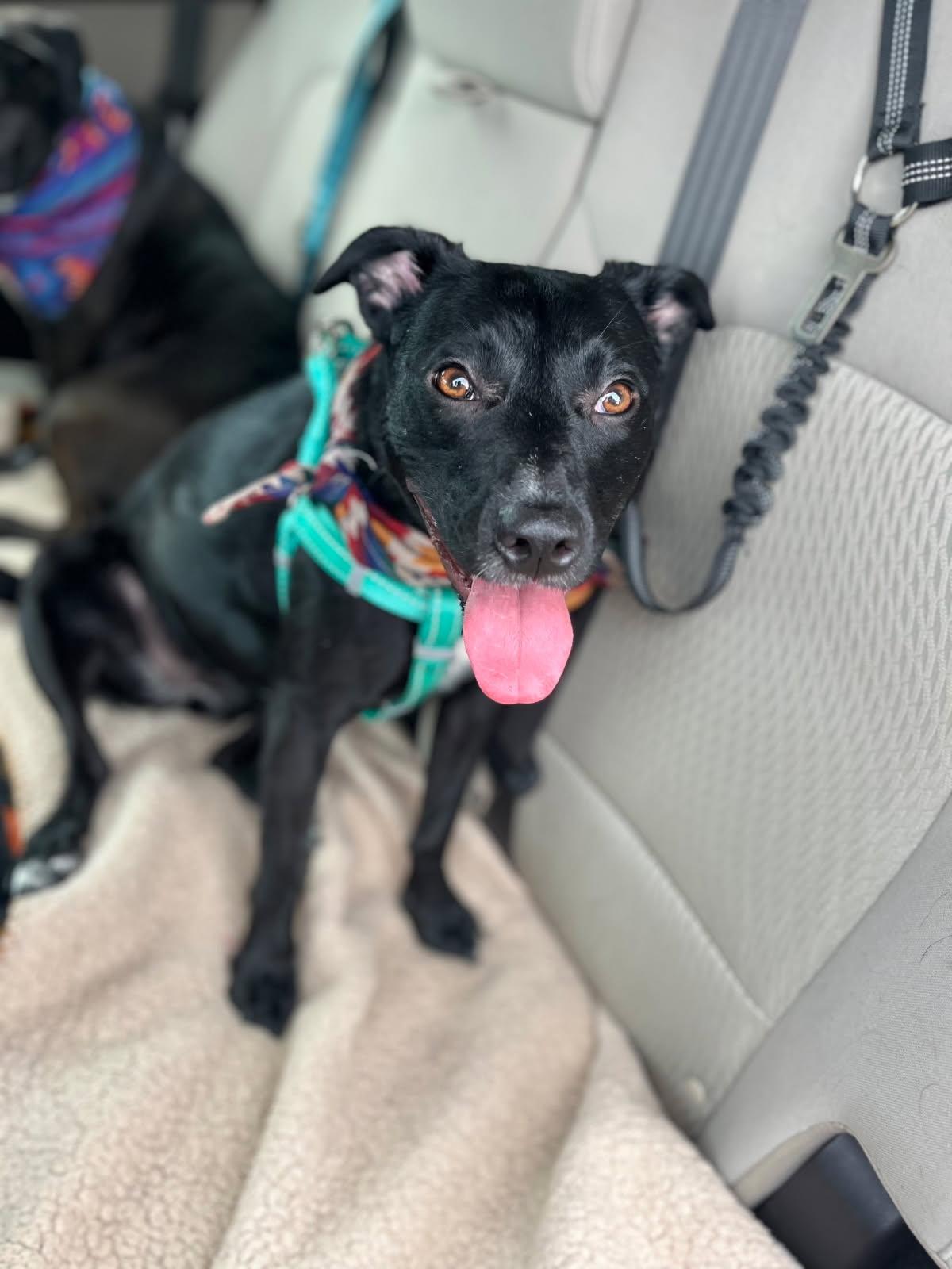 Enlarge Lola, a Adoptable mixed breed in South Portland, ME image 5/6