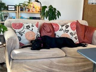 Enlarge Lola In Maine, an adoptable mixed breed in South Portland, ME image 5/5