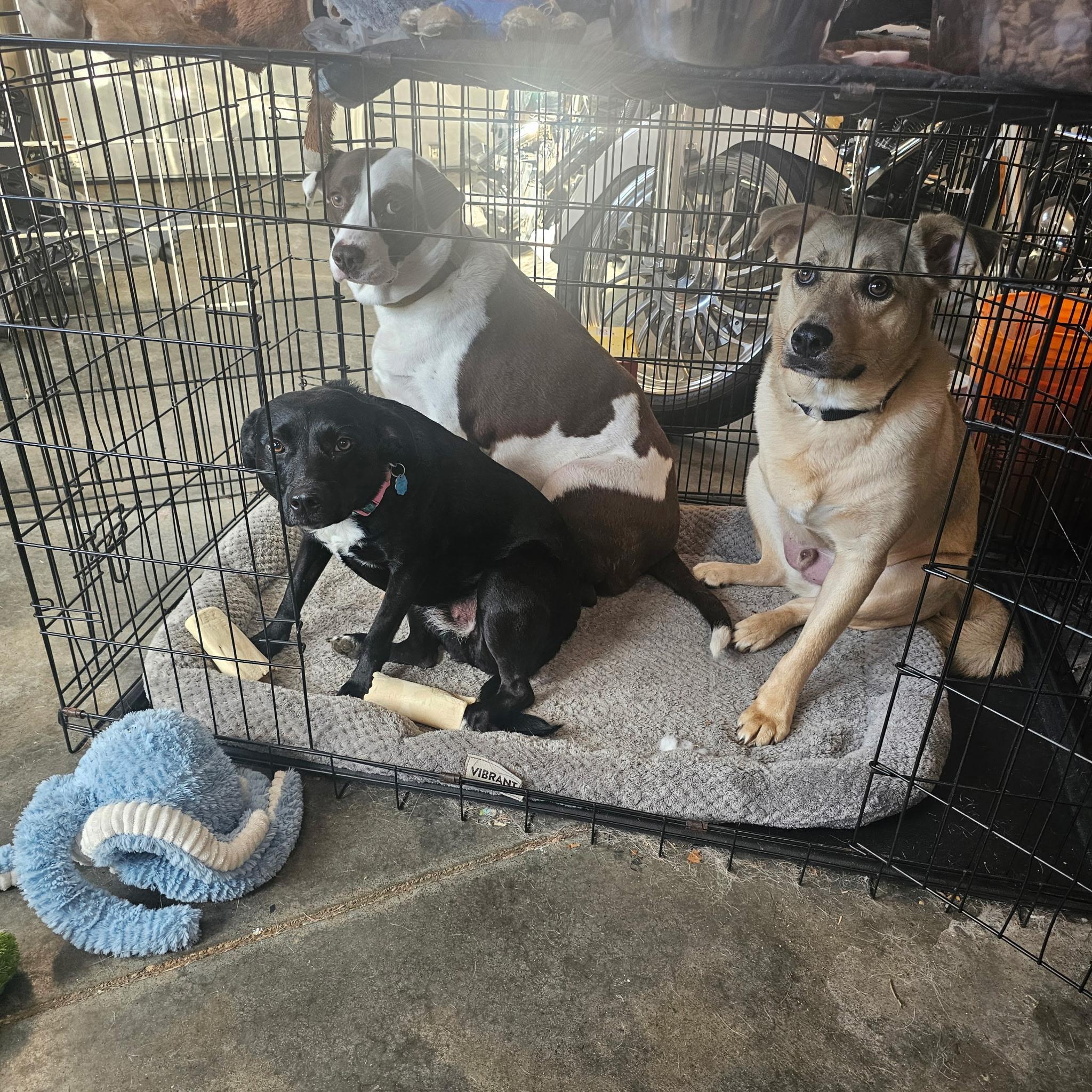 Enlarge Lola, a Adoptable mixed breed in South Portland, ME image 3/6