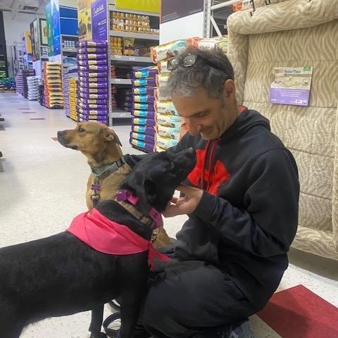 Enlarge Lola PENDING ADOPTION, an adoptable mixed breed in South Portland, ME image 3/6