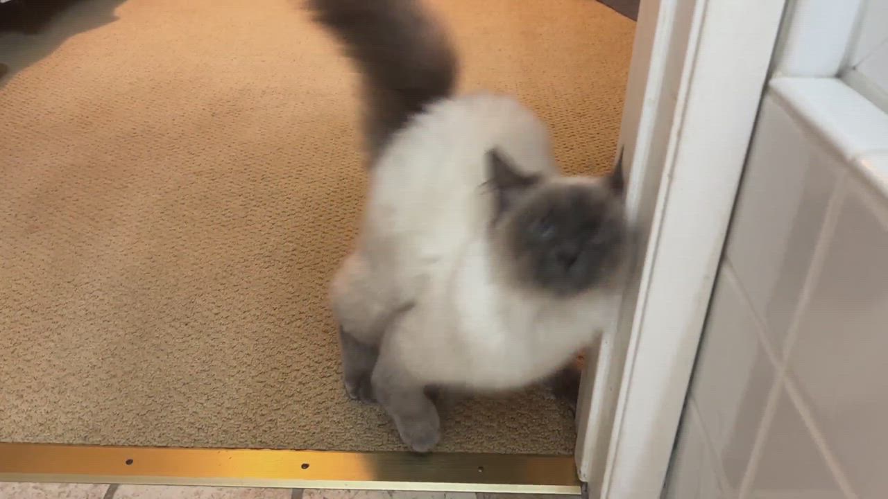 Enlarge Stormy Roo , a Adopted Ragdoll in Malibu, CA video 1/5
