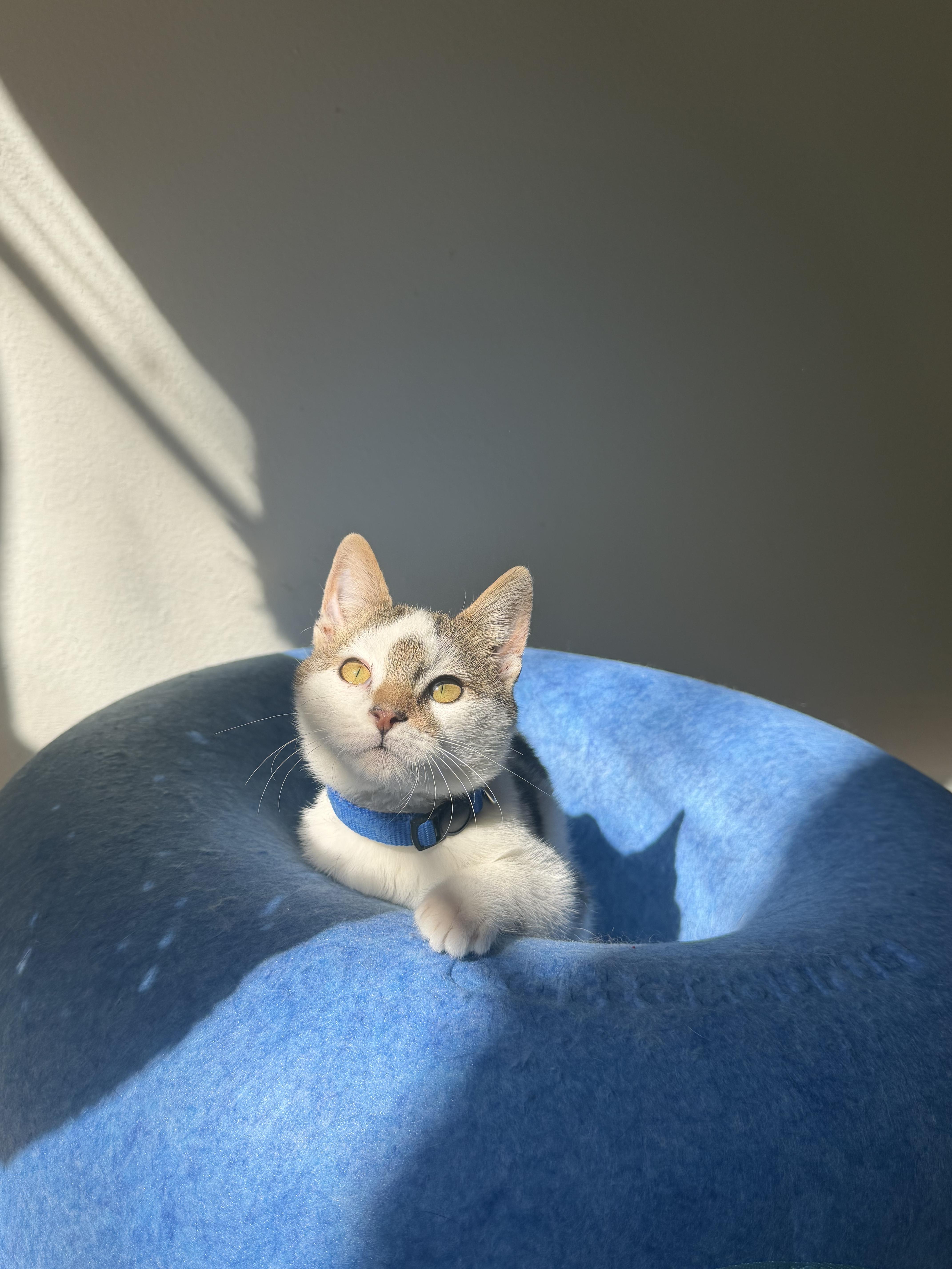 Enlarge Pixel, a Adoptable Domestic Medium Hair in farmington, CT image 5/6