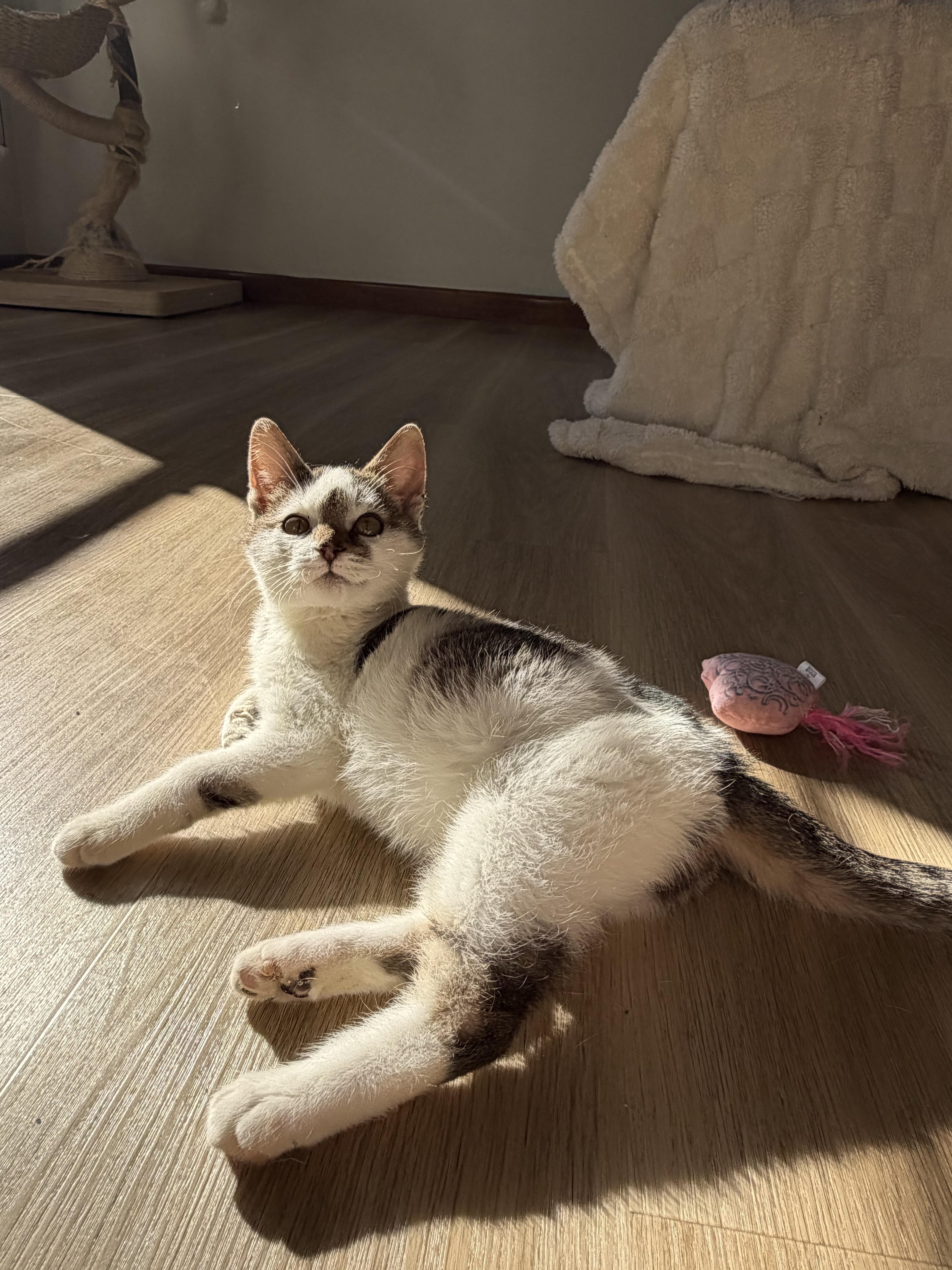 Enlarge Pixel, a Adoptable Domestic Medium Hair in farmington, CT image 4/6