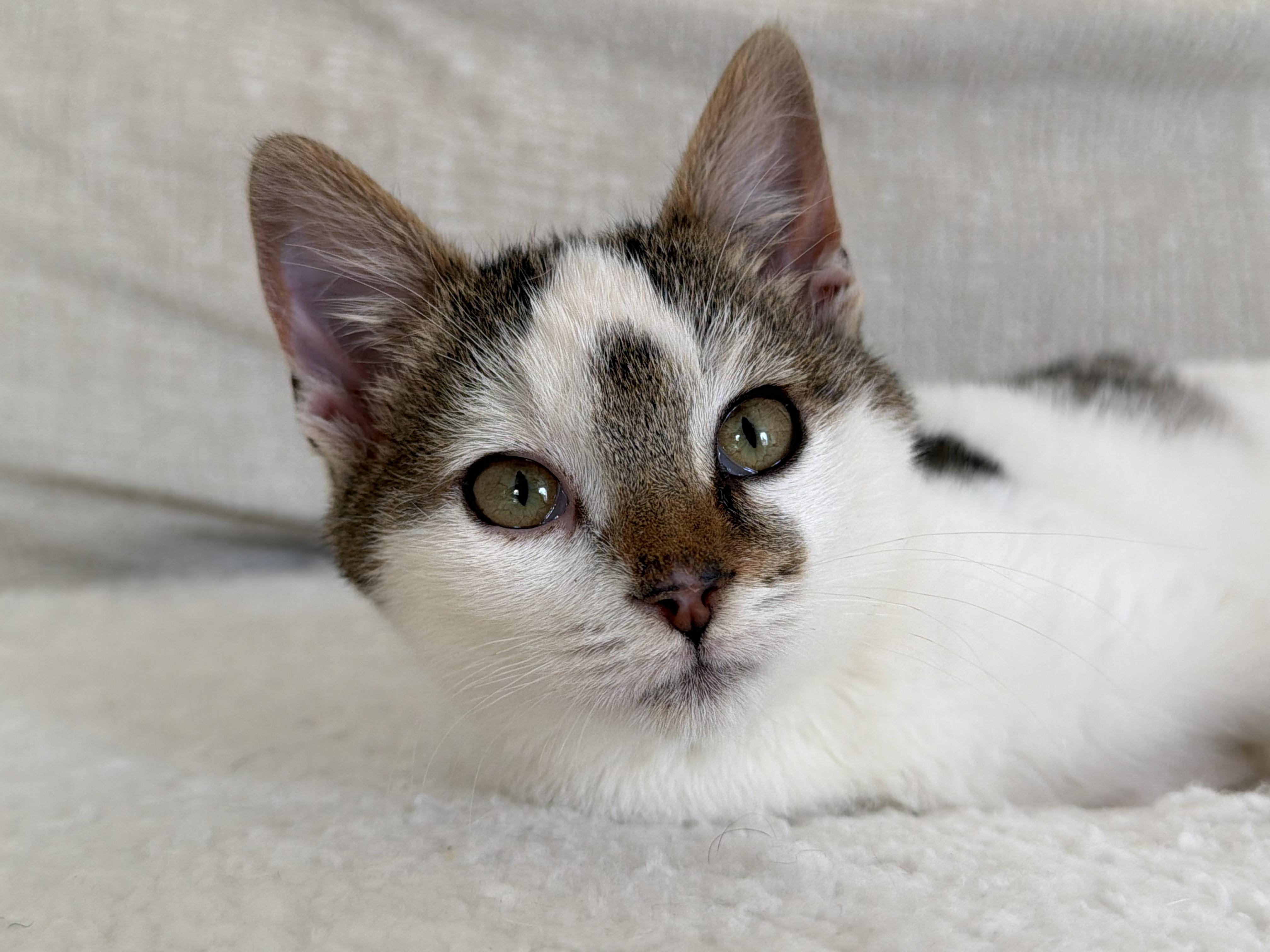 Pixel, Adoptable, Young Male Domestic Medium Hair.