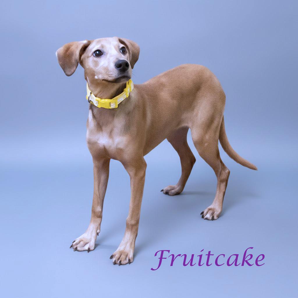 Fruitcake D thumbnail 2