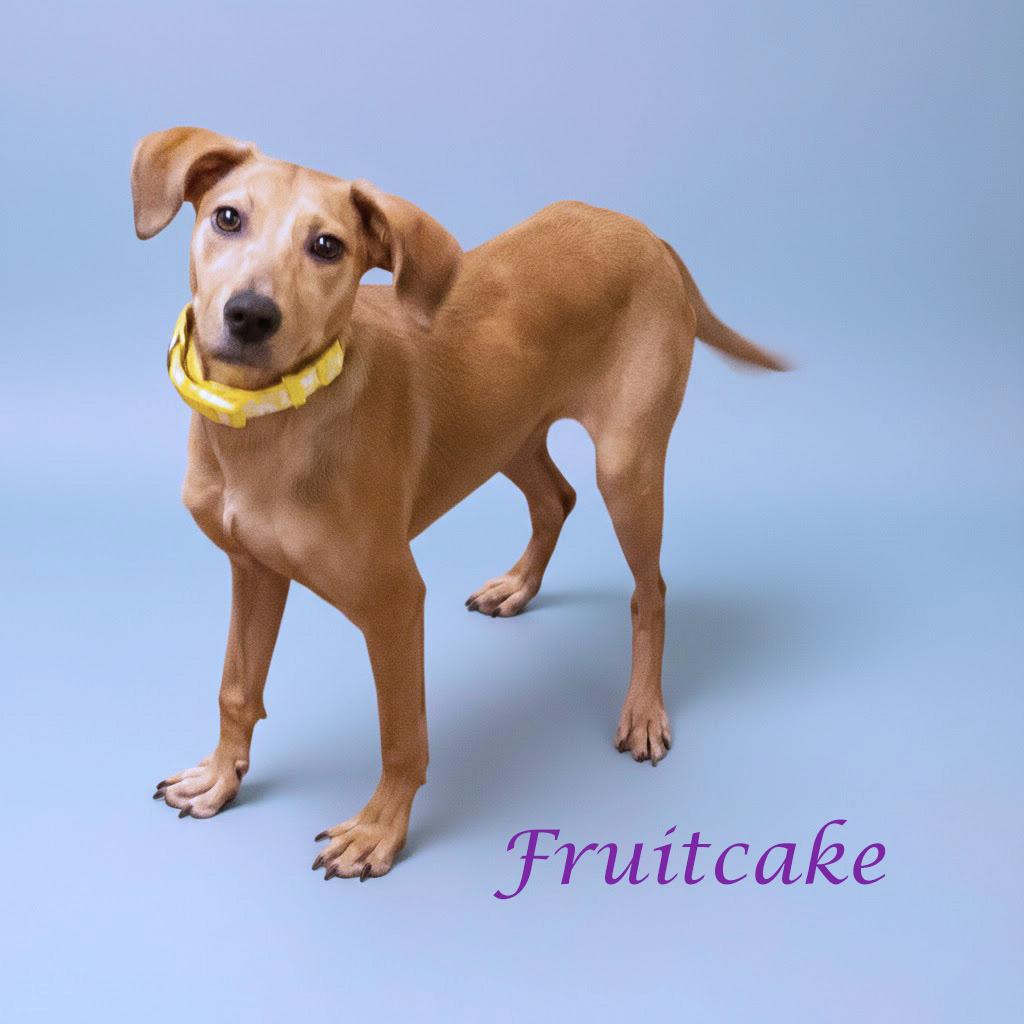 Fruitcake D thumbnail 3