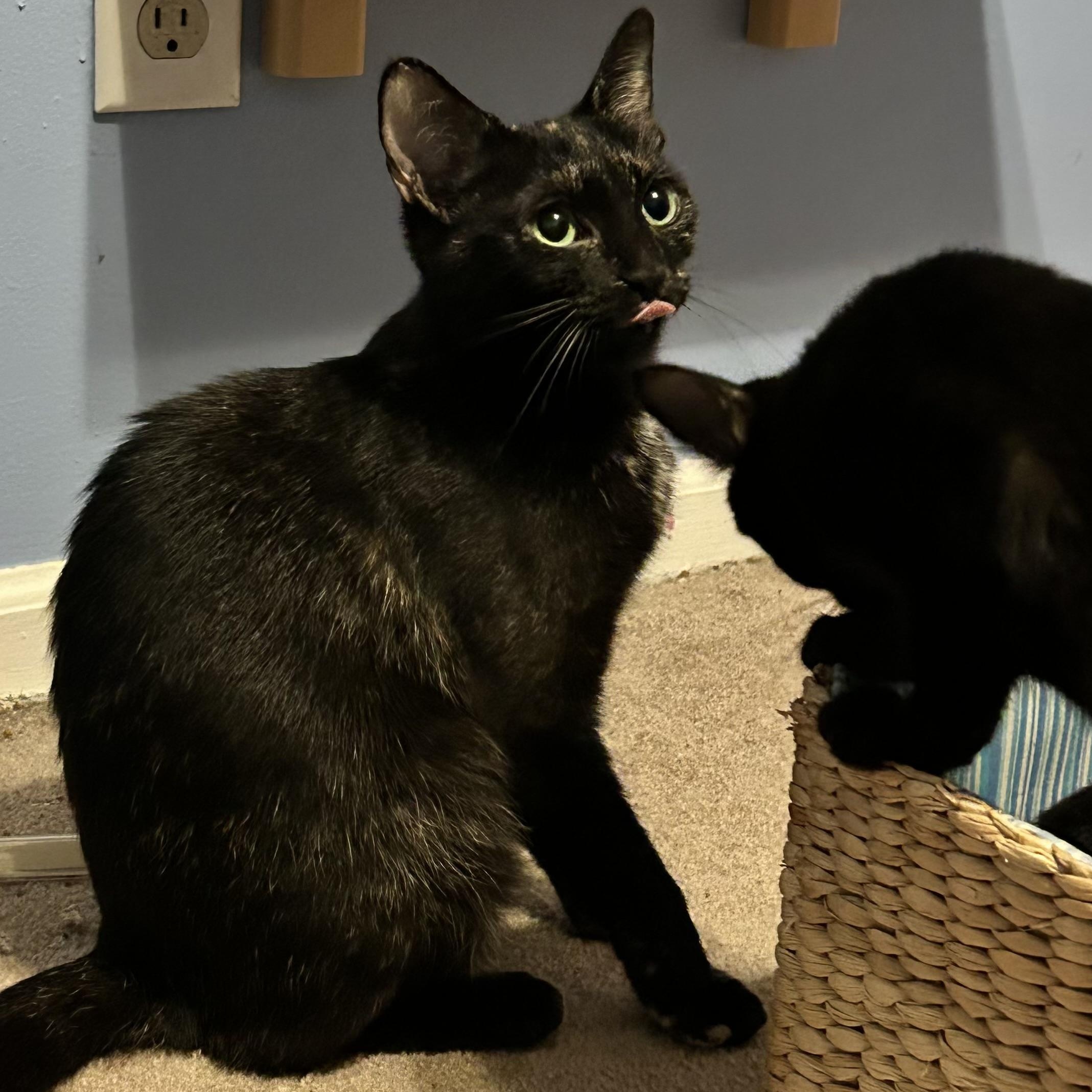 Belle, a Adoptable Domestic Short Hair in Fort Oglethorpe, GA image 3/6