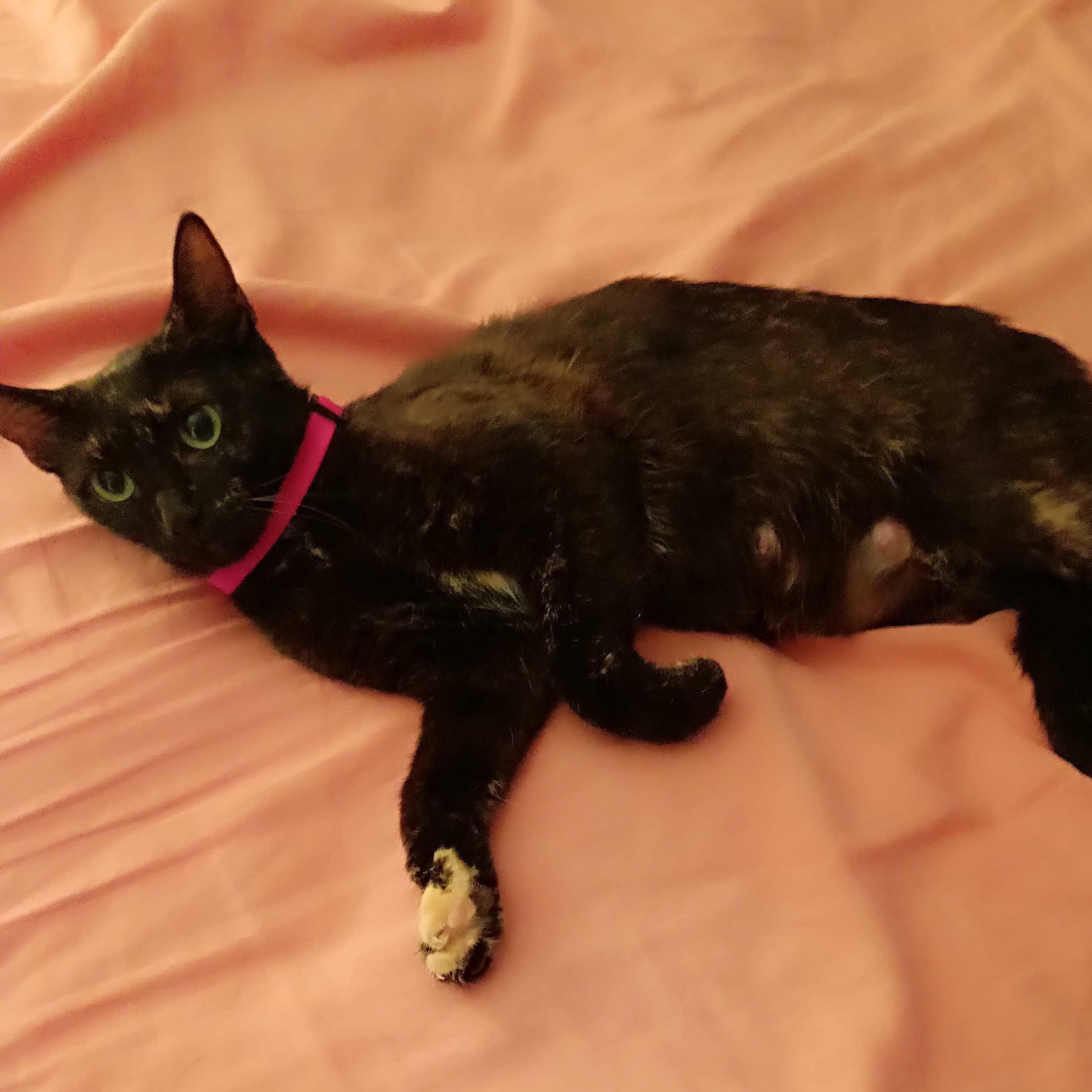 Belle, a Adoptable Domestic Short Hair in Fort Oglethorpe, GA image 5/6