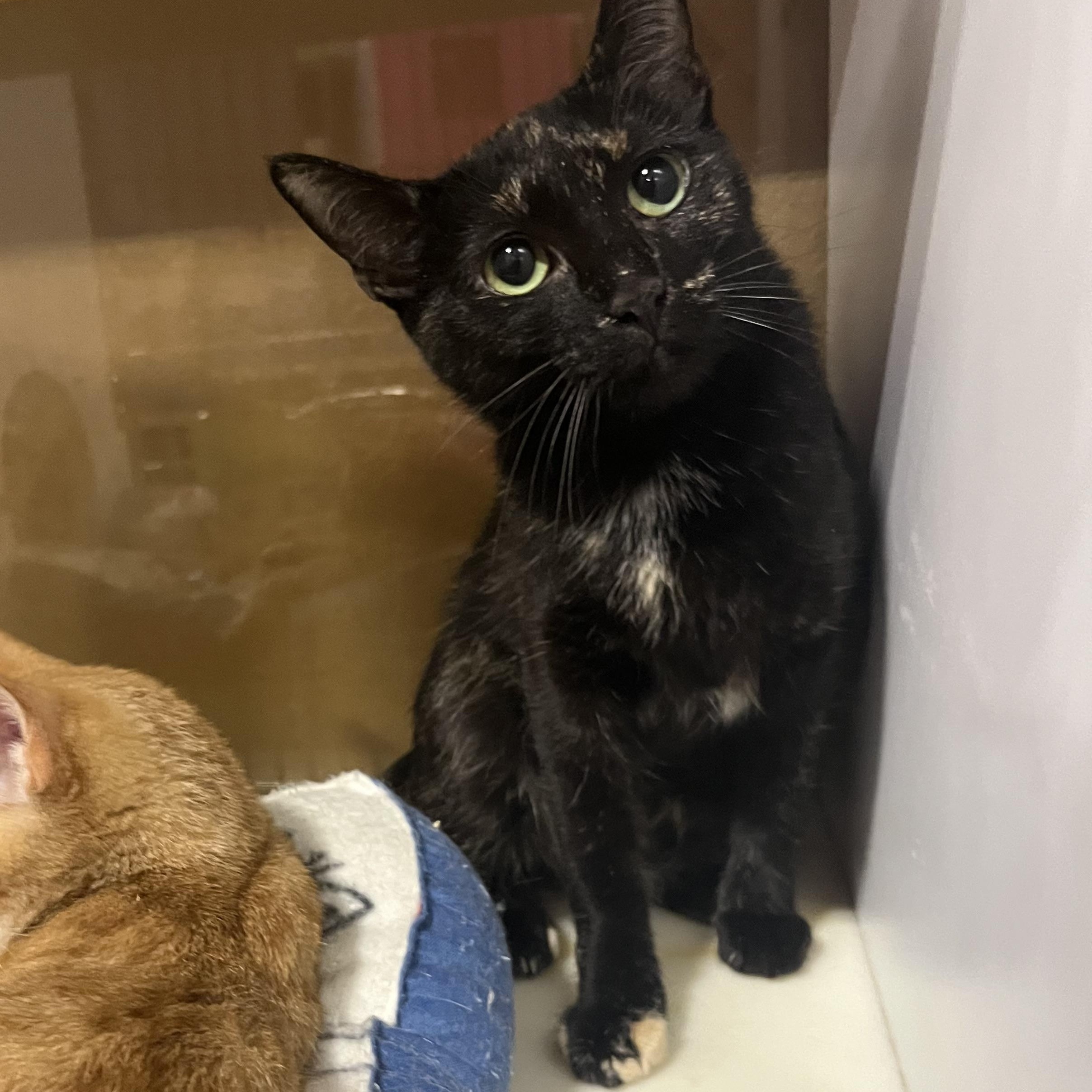 Belle, a Adoptable Domestic Short Hair in Fort Oglethorpe, GA image 4/6