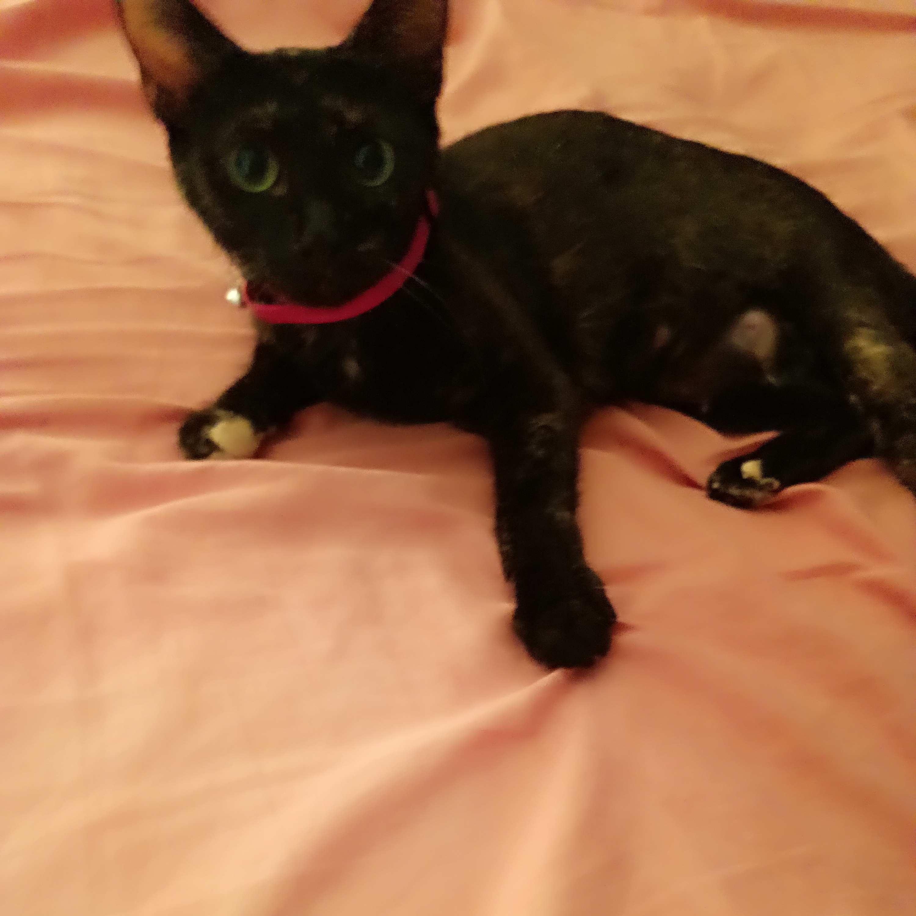 Belle, a Adoptable Domestic Short Hair in Fort Oglethorpe, GA image 6/6