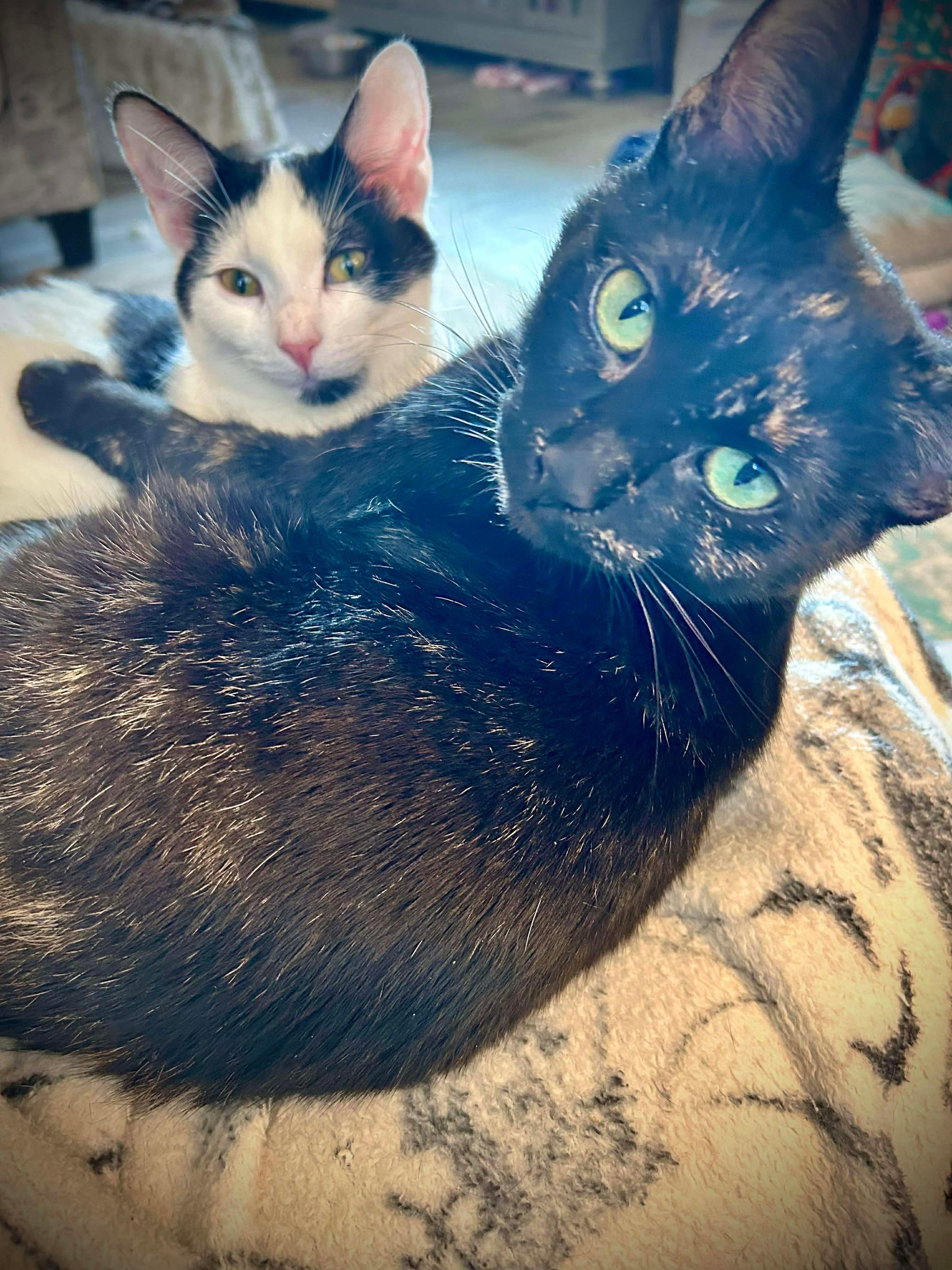 Belle, a Adoptable Domestic Short Hair in Fort Oglethorpe, GA image 1/6