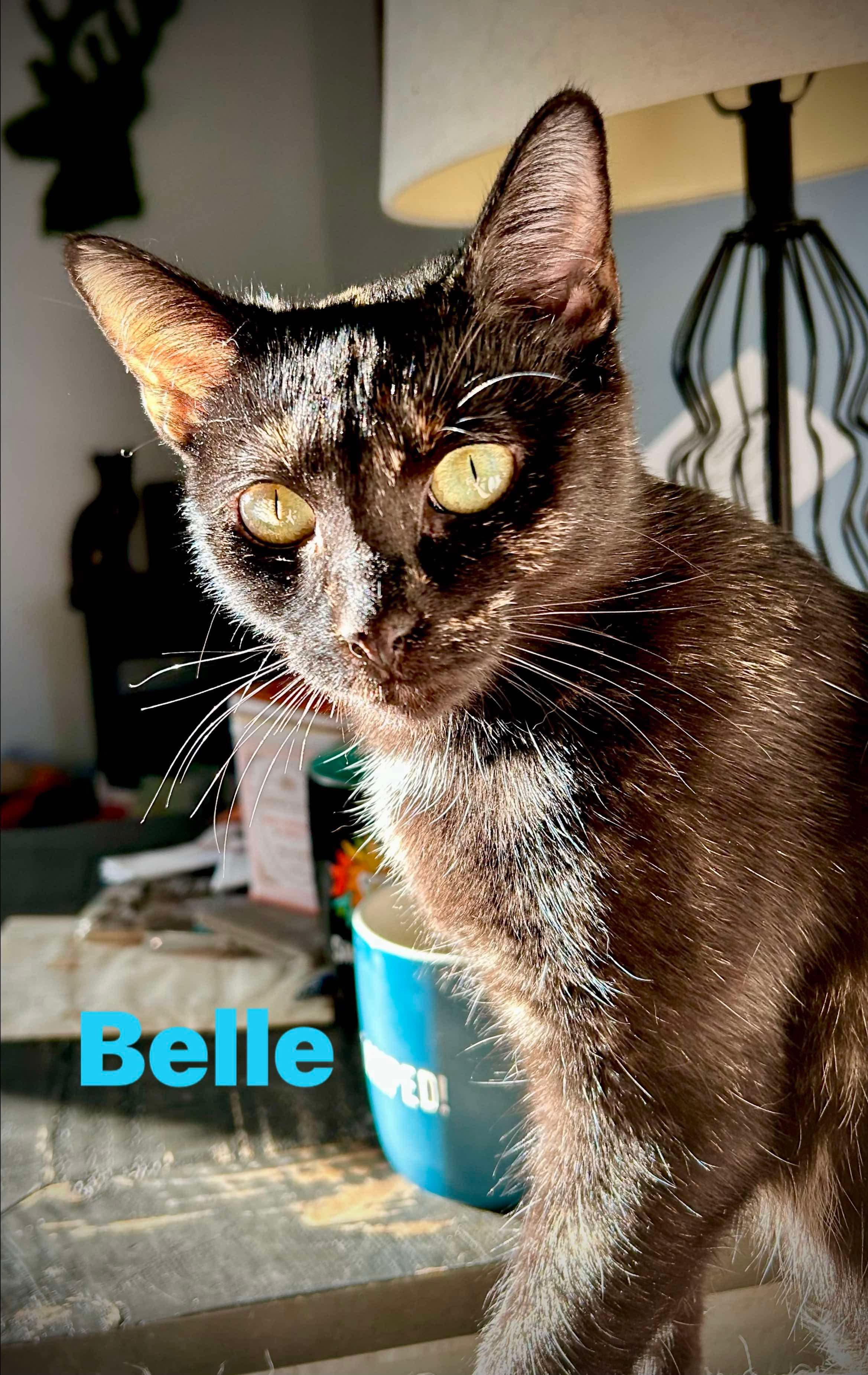 Belle, Adoptable, Adult Female Domestic Short Hair.
