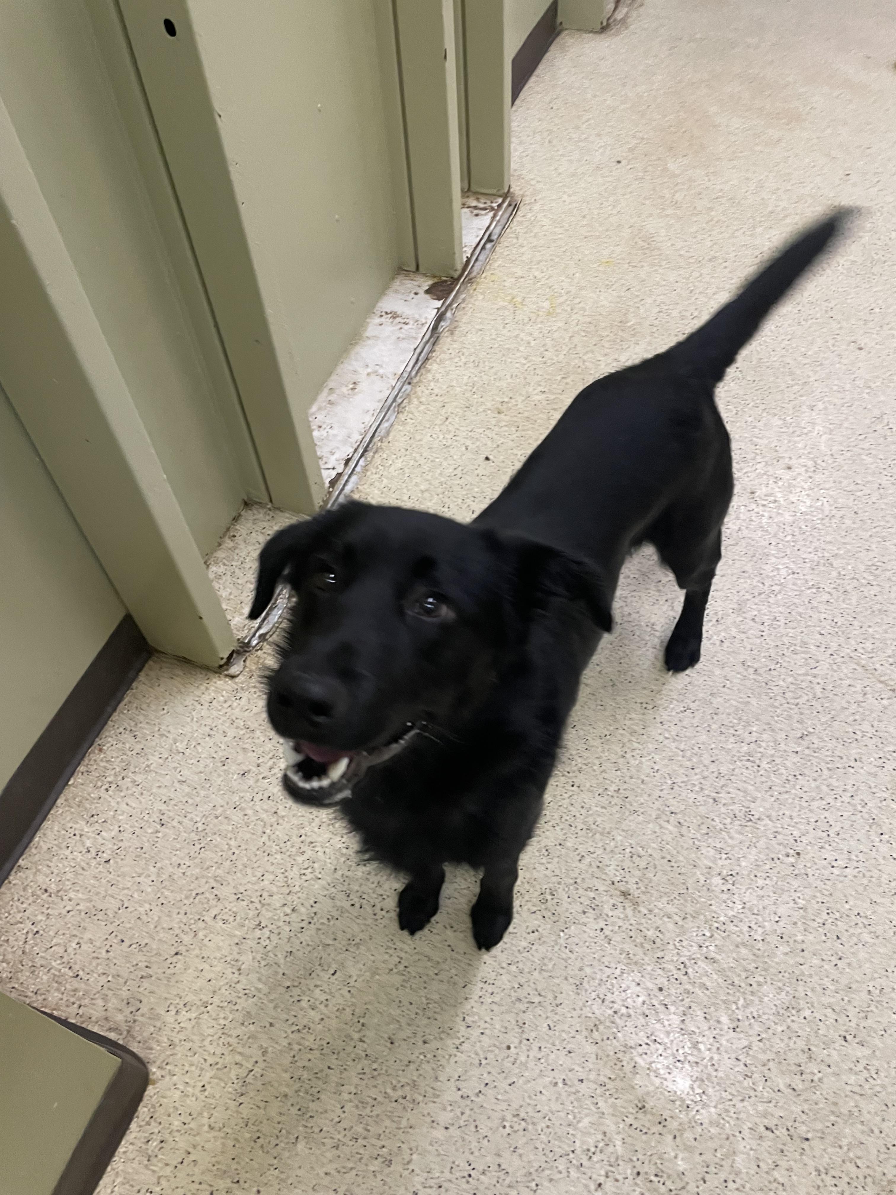 Ziggy — thumbnail 2