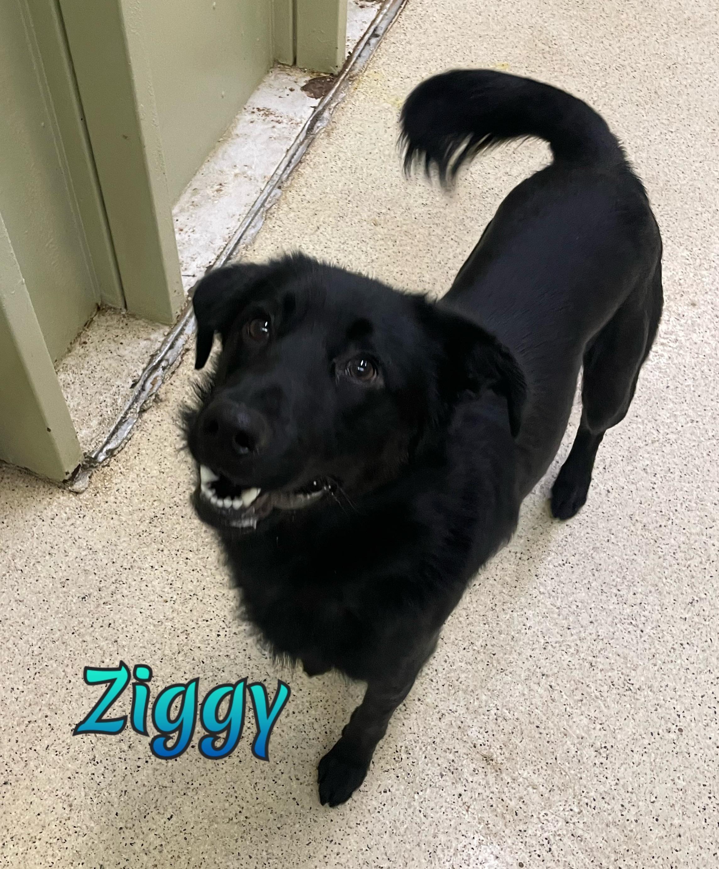 Ziggy — thumbnail 3