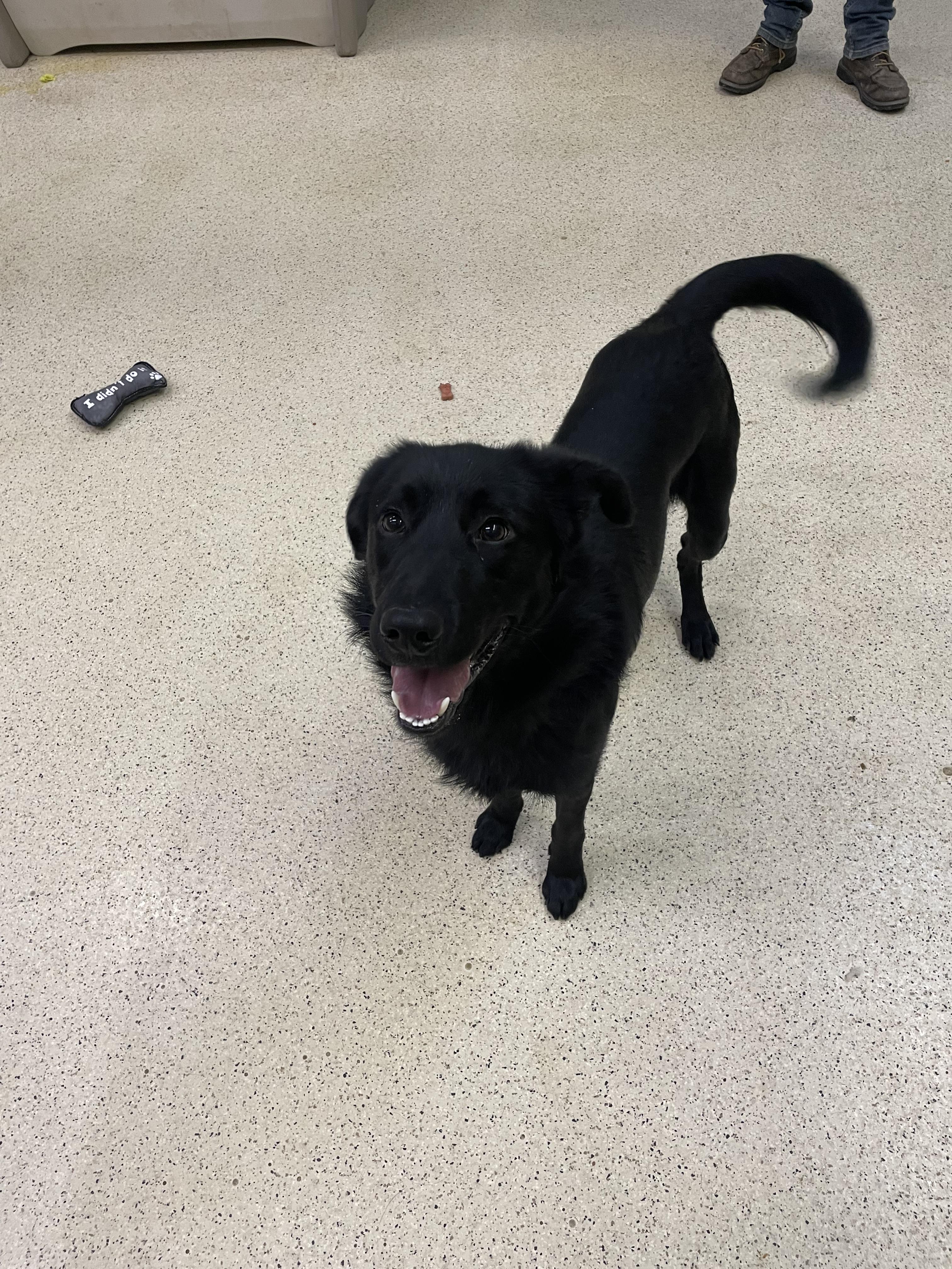 Ziggy — thumbnail 5