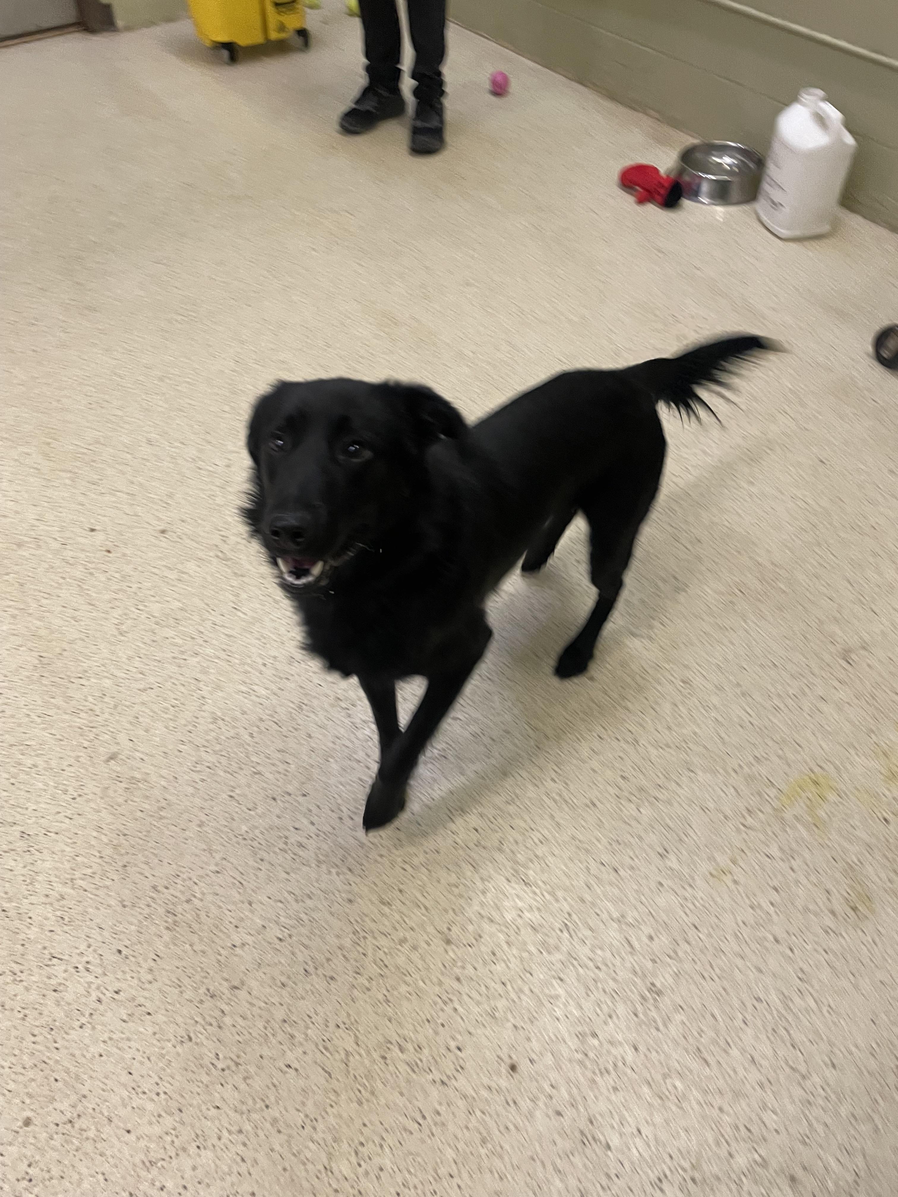 Ziggy — thumbnail 6