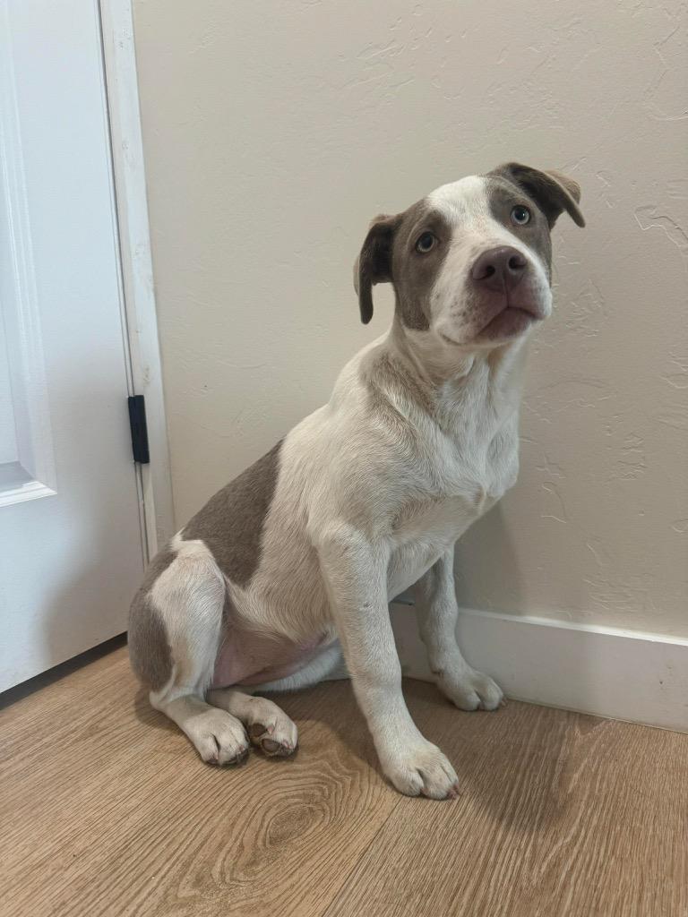 Enlarge Rue, a Adopted Labrador Retriever in Ada, OK image 1/1