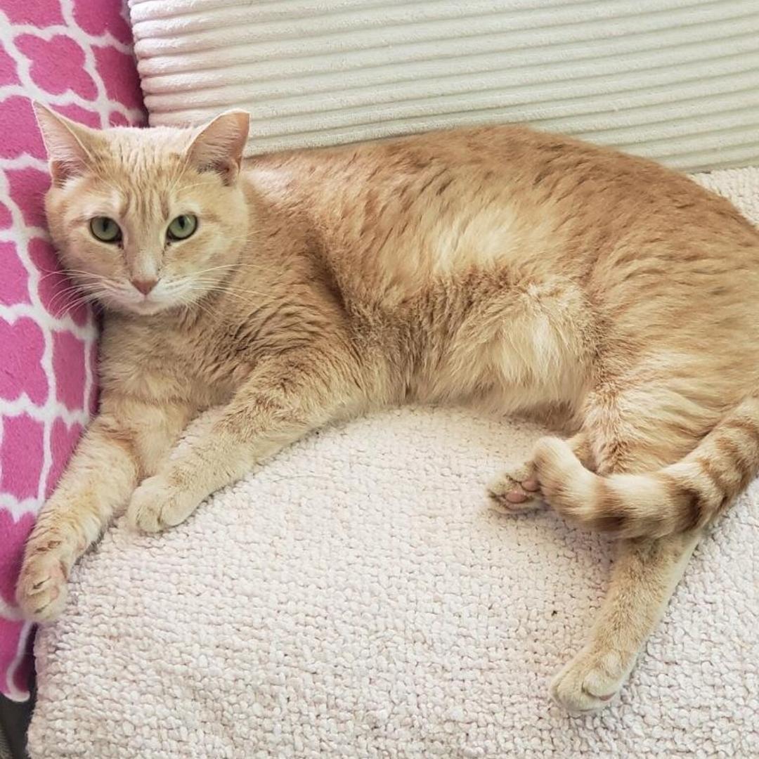 Brandy, Adoptable, Young Female Domestic Short Hair.