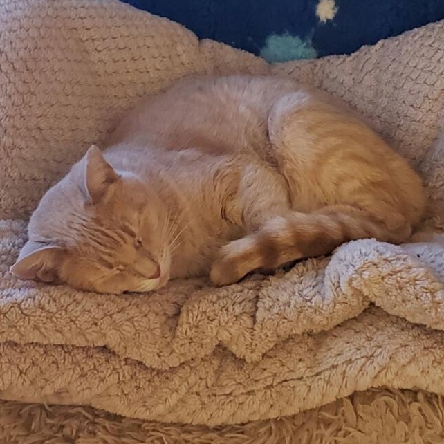 Brandy, a Adoptable mixed breed in Alexandria, VA image 2/2