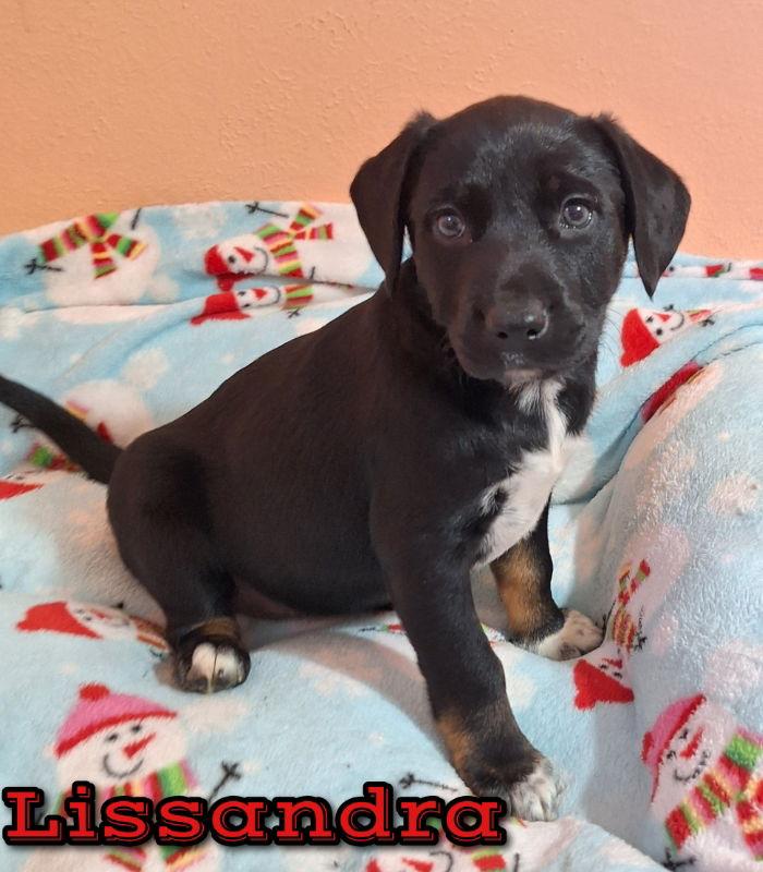 Lissandra, Adoptable, Puppy Female Australian Shepherd.