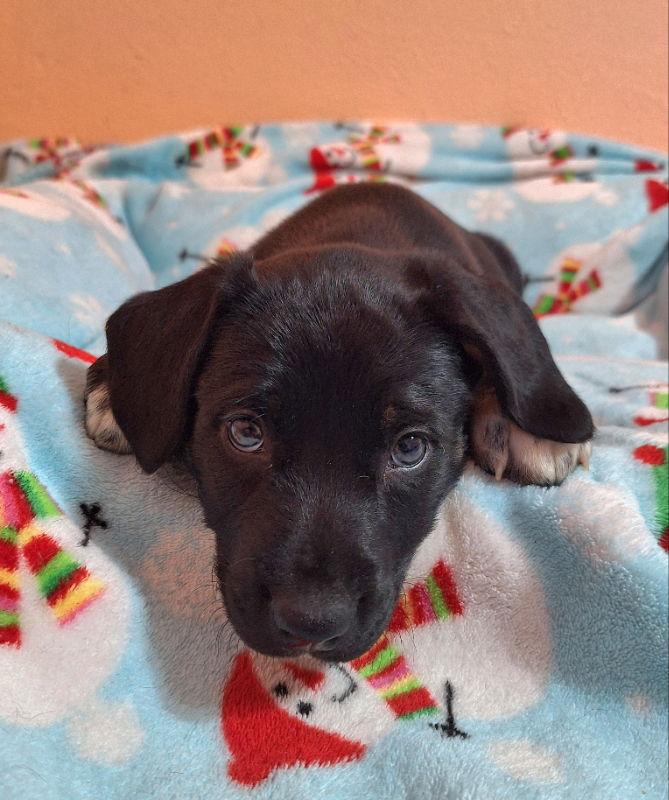 Lissandra, a Adoptable Australian Shepherd in House Springs, MO image 2/2