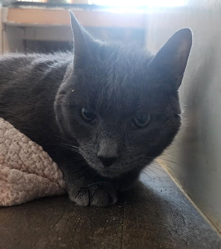 Enlarge Elton, a Adoptable Domestic Short Hair in Grand Rapids, MI image 1/2