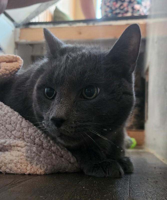 Enlarge Elton, a Adoptable Domestic Short Hair in Grand Rapids, MI image 2/2