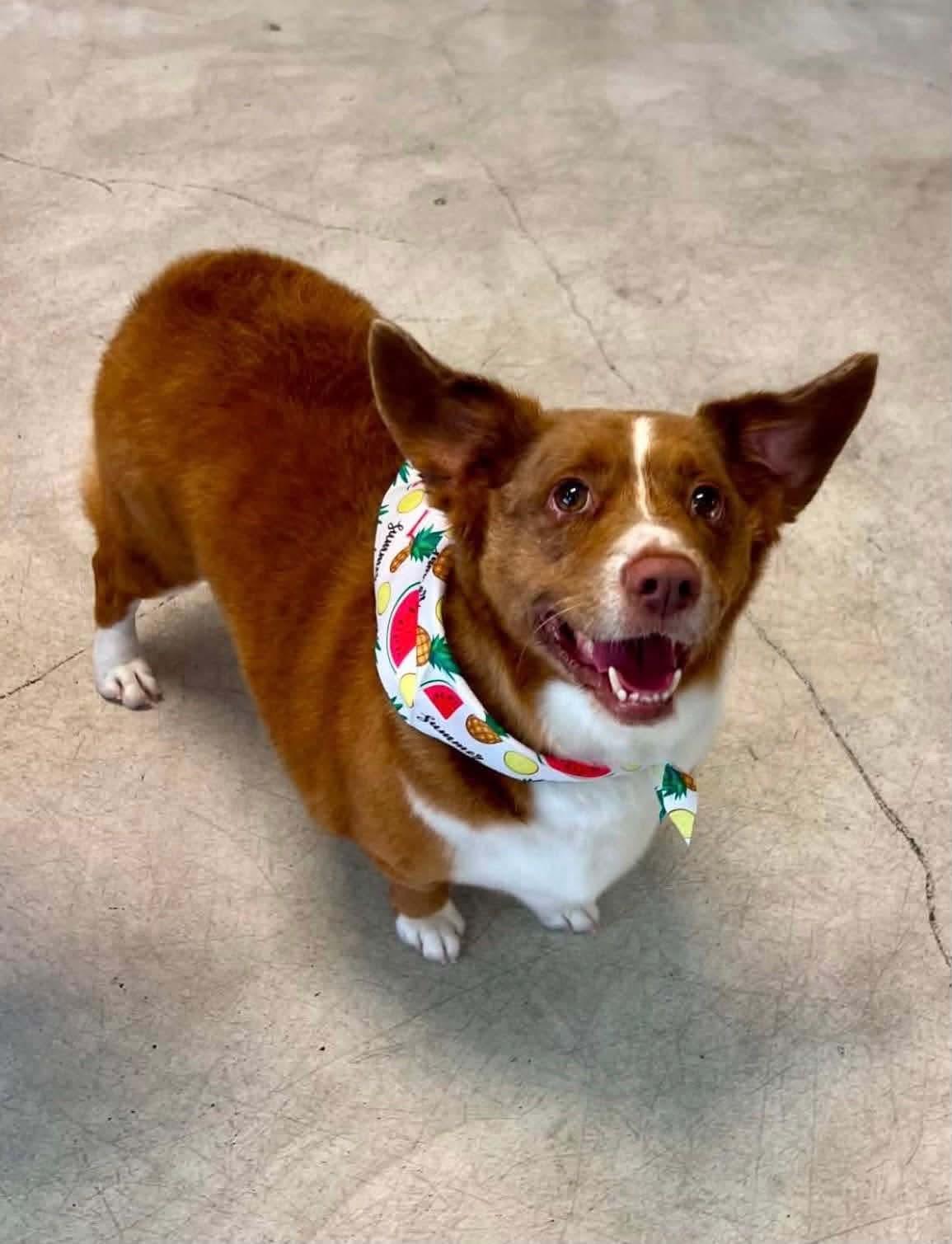 Honey, ADOPTABLE, Adult Male Corgi.