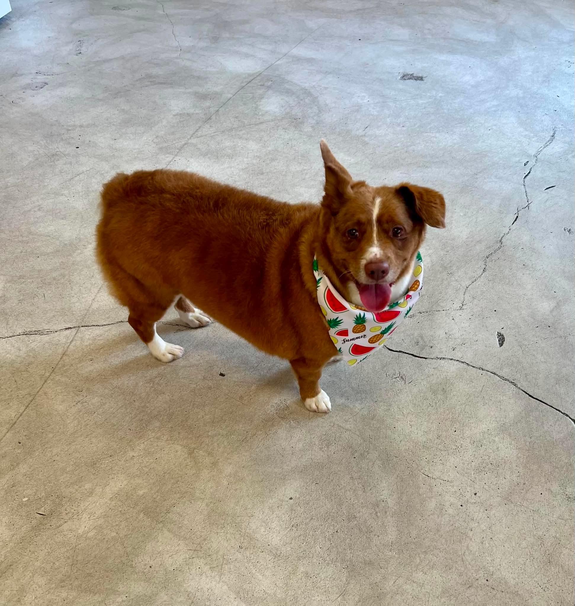 Honey, a ADOPTABLE Corgi in Walker, LA image 2/3