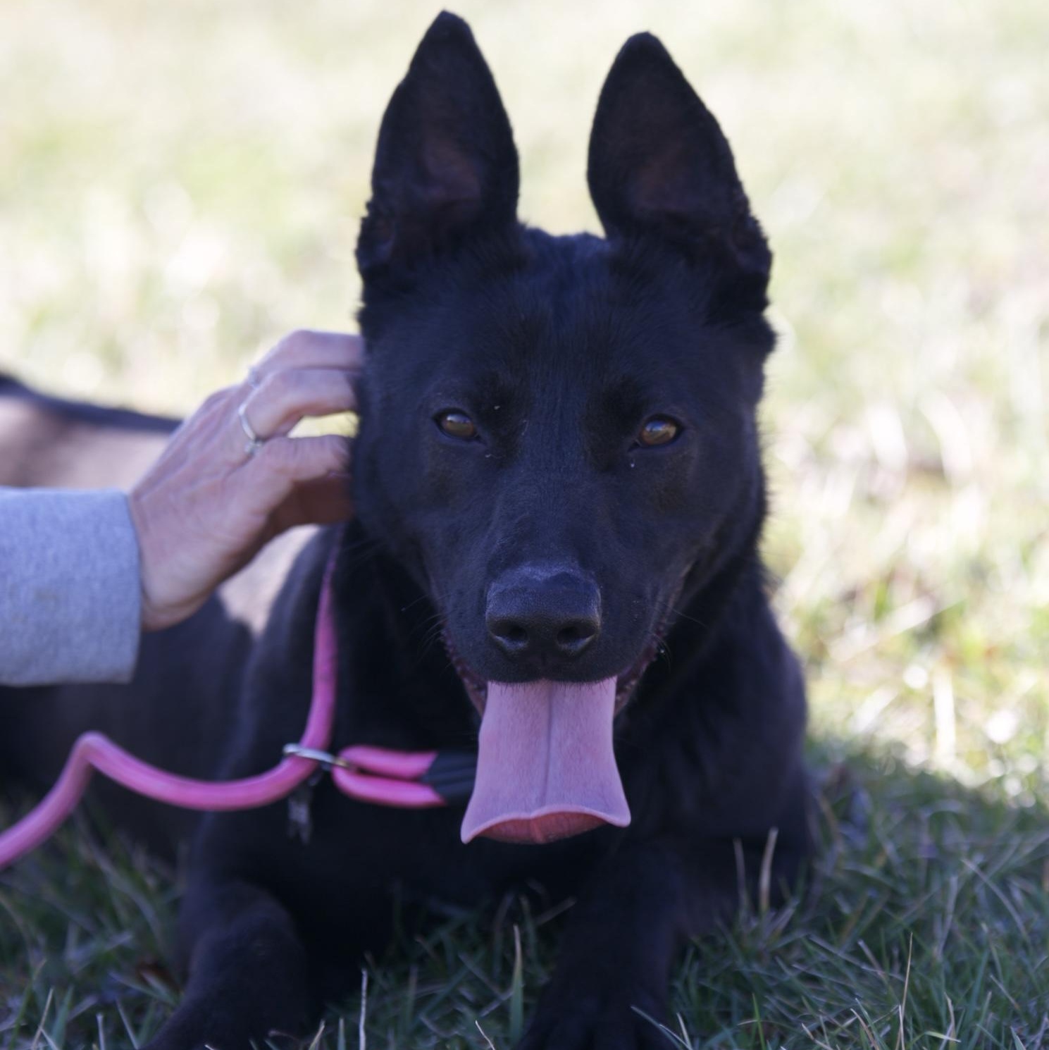 Enlarge Stella, a Adoptable mixed breed in Mount Sterling, KY image 6/6