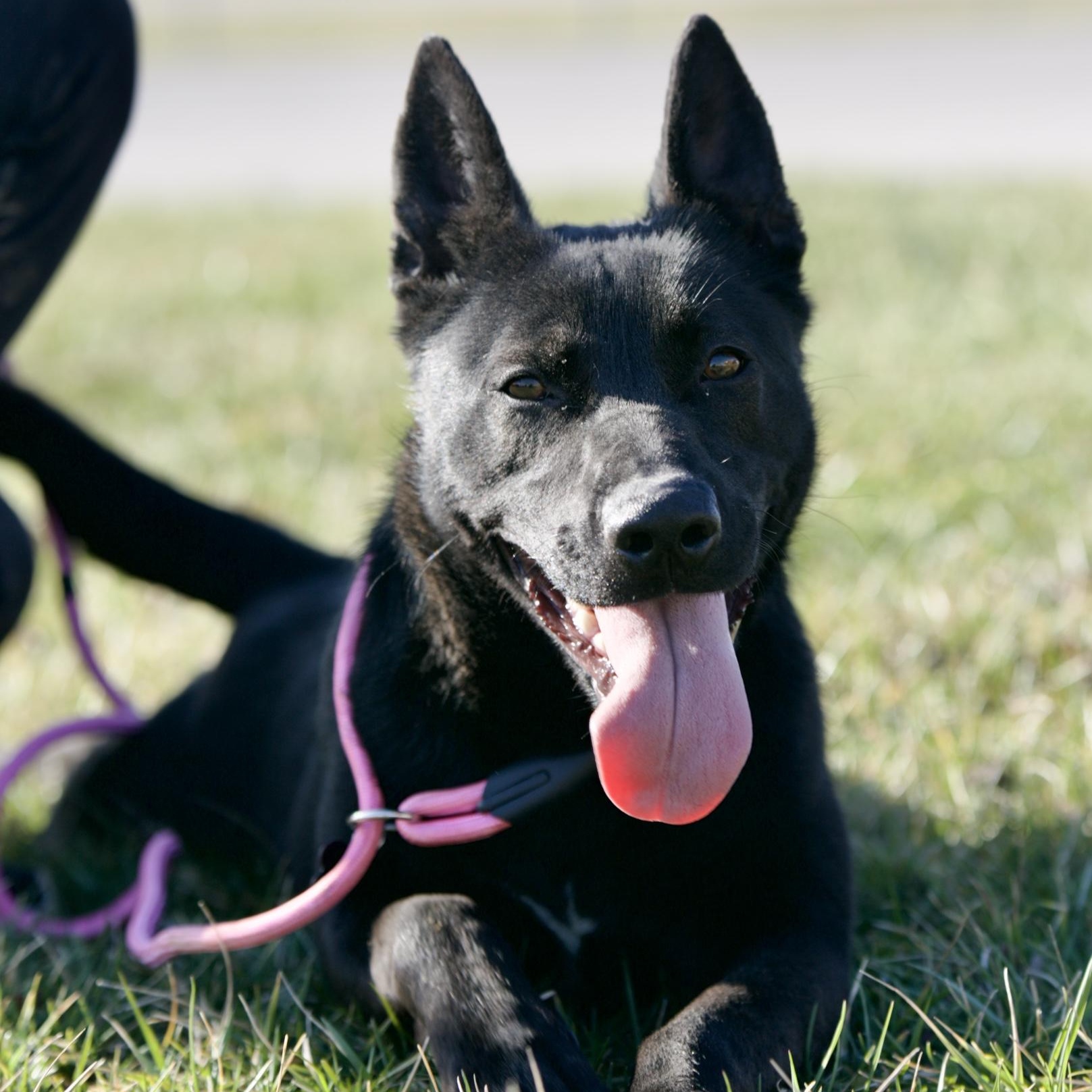Enlarge Stella, a Adoptable mixed breed in Mount Sterling, KY image 1/6