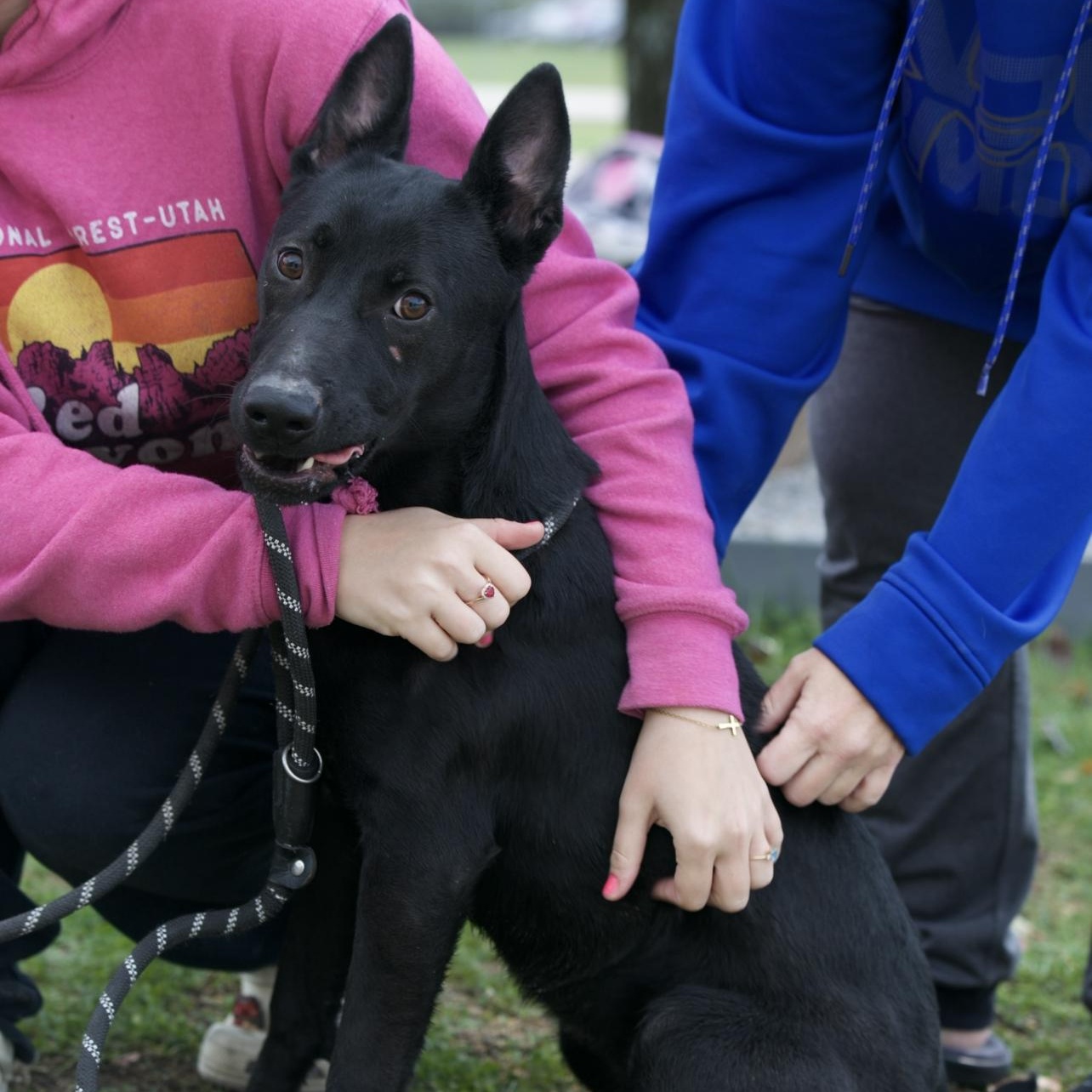 Enlarge Stella, a Adoptable mixed breed in Mount Sterling, KY image 3/6