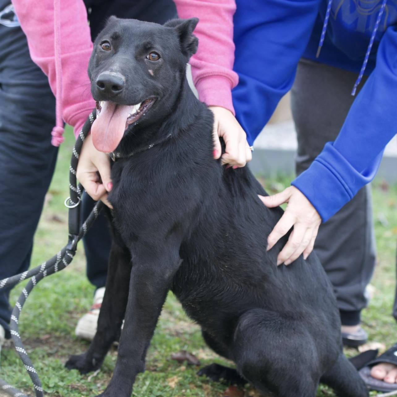 Enlarge Stella, a Adoptable mixed breed in Mount Sterling, KY image 4/6