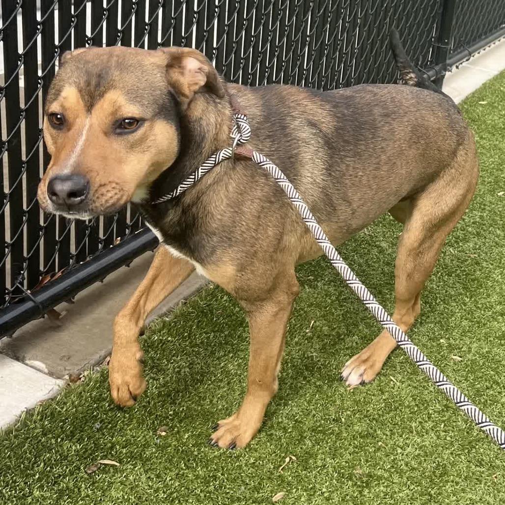 Brazil, Adoptable, Adult Male Shepherd.